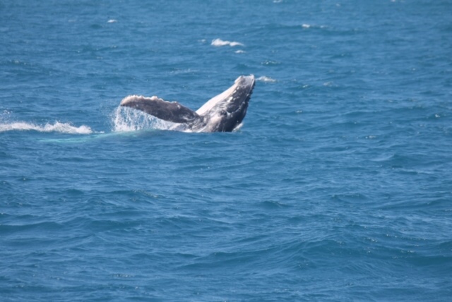 Australie whale spotting