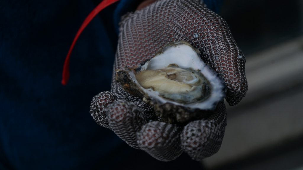oesters openen smaak van de wadden 't ailand