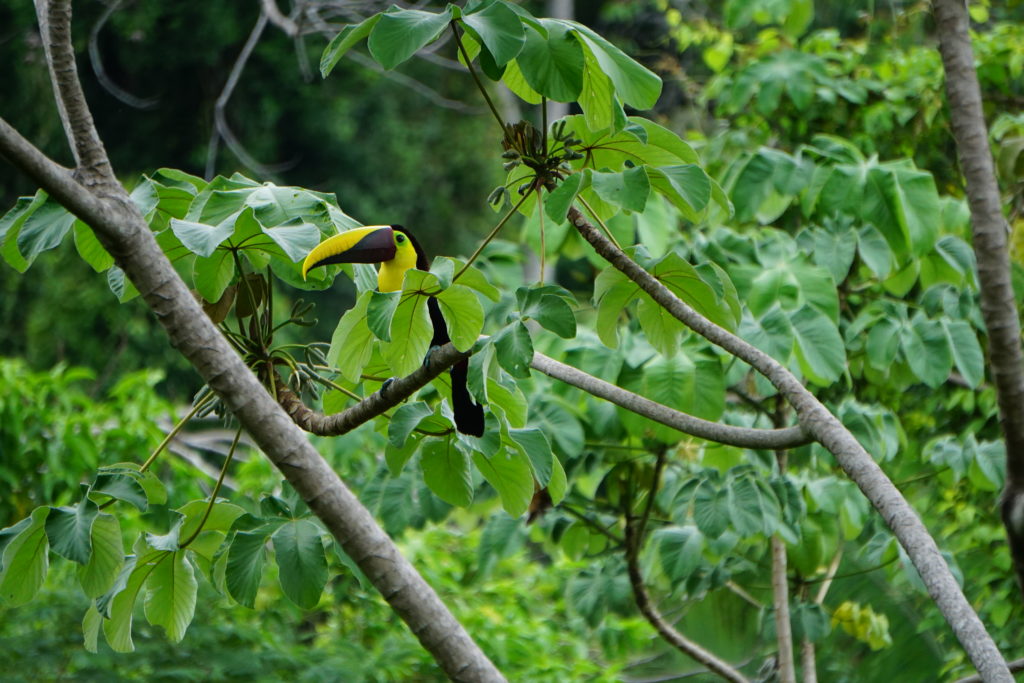 Costa Rica groene natuur